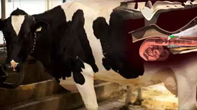 Artificial semen in Cow | Artificial Semen in Buffalo and Dog and Hen