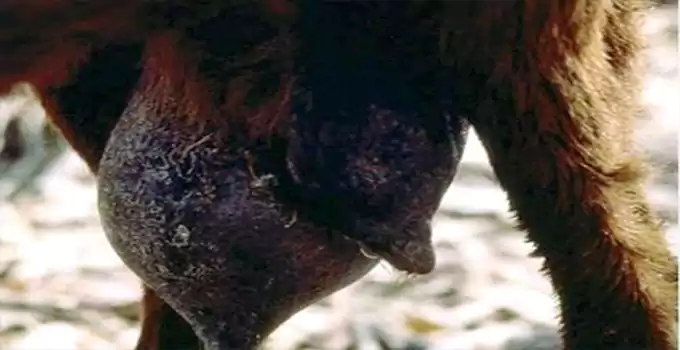 Cow Buffalo and Goat Mastitus Disease || their milk problem