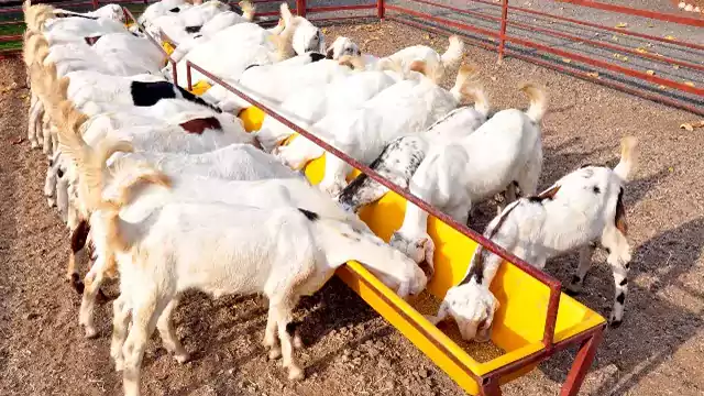 Goat farming easy way wanda for goat farm