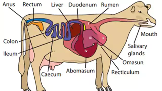 How animal digestive system work