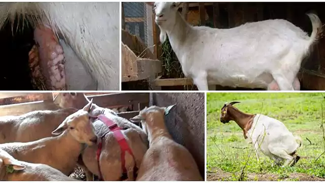 Prolapse In Goat Different Method To Push Back Prolapse | When prolapse don't go Back in Goat Precaution