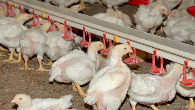 Rule to start poultry farming how to start poultry less amount