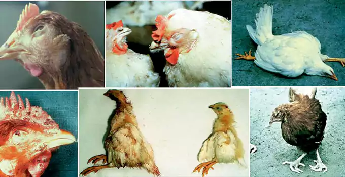 Hen disease in animal || new disease in hen rani kheeth disease