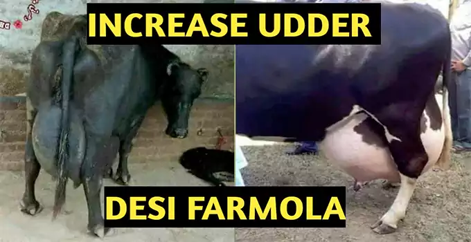 How to increase milk Udder of Cows and Buffalos Milk Booster Dairy Farming