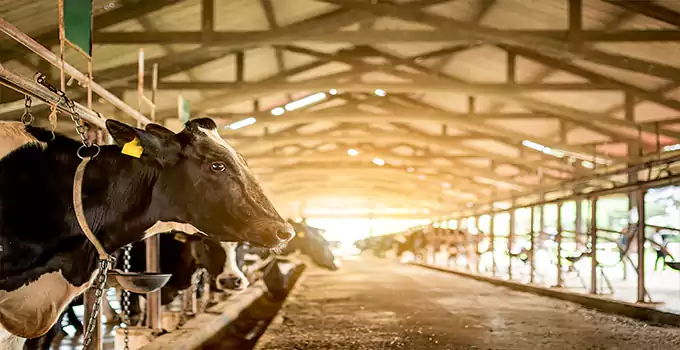 Future of Dairy Forming how grow dairy form country